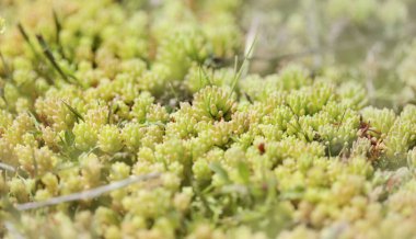 Gran Canaria 'dan Flora - Sedum Rubens, Red Stonecrop, doğal makro çiçekli arka plan