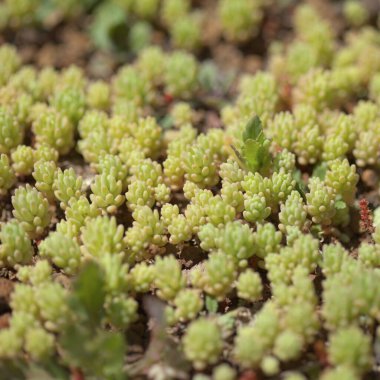 Gran Canaria 'dan Flora - Sedum Rubens, Red Stonecrop, doğal makro çiçekli arka plan