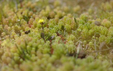 Gran Canaria 'dan Flora - Sedum Rubens, Red Stonecrop, doğal makro çiçekli arka plan