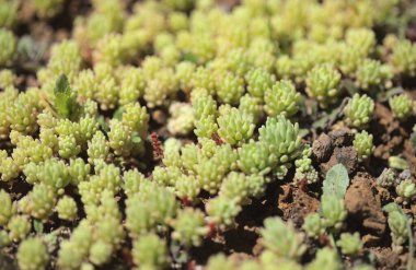 Gran Canaria 'dan Flora - Sedum Rubens, Red Stonecrop, doğal makro çiçekli arka plan