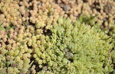 Gran Canaria 'dan Flora - Sedum Rubens, Red Stonecrop, doğal makro çiçekli arka plan