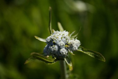 Gran Canaria 'dan Flora - Sonchus acaulis' in tomurcukları, Orta Kanarya Adaları 'na özgü devedikeni dikmek doğal makro çiçek arkaplanı.