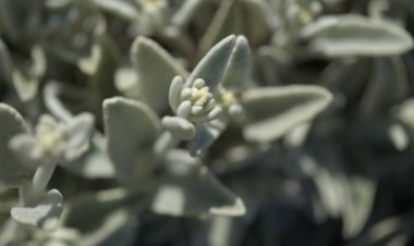 Gran Canaria 'dan Flora - Sideritis dasygnaphala, Gran Canaria' nın beyaz dağ çayı, yaygın, doğal makro çiçekli arka plan