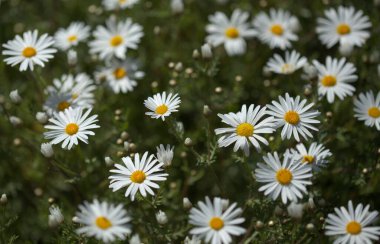 Gran Canaria 'dan Flora - Argyranthemum, Marguerite papatya Kanarya Adalarına endemik