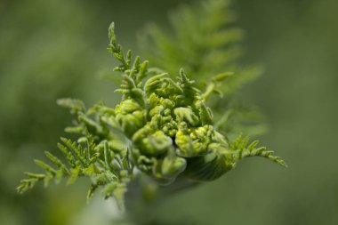 Gran Canaria 'dan Flora - Todaroa Montana, Kanarya Adalarına özgü bitki, doğal makro çiçekli arka plan