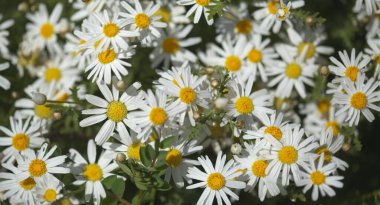 Gran Canaria 'dan Flora - Argyranthemum, Marguerite papatya Kanarya Adalarına endemik