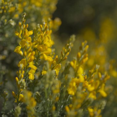 Gran Canaria 'dan Flora - Teline microphylla' nın parlak sarı çiçekleri, adaya özgü süpürge türleri, doğal makro çiçekli arka plan