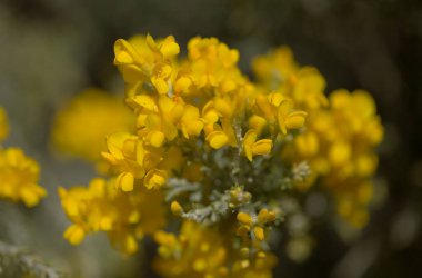 Gran Canaria 'dan Flora - Teline microphylla' nın parlak sarı çiçekleri, adaya özgü süpürge türleri, doğal makro çiçekli arka plan