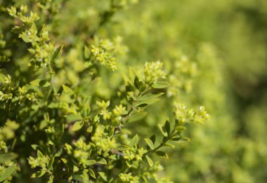 Gran Canaria 'dan Flora - Paronychia canariensis, Kanarya Chickweed doğal makro çiçekli arka plan
