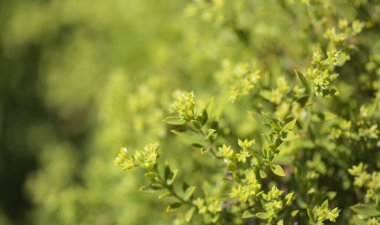 Gran Canaria 'dan Flora - Paronychia canariensis, Kanarya Chickweed doğal makro çiçekli arka plan