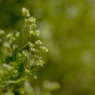 Gran Canaria 'dan Flora - Paronychia canariensis, Kanarya Chickweed doğal makro çiçekli arka plan