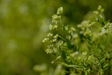 Gran Canaria 'dan Flora - Paronychia canariensis, Kanarya Chickweed doğal makro çiçekli arka plan