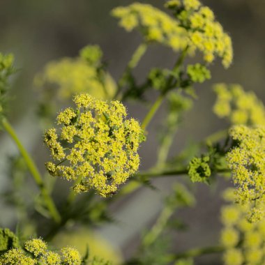 Gran Canaria 'dan Flora - Todaroa Montana, Kanarya Adalarına özgü bitki, doğal makro çiçekli arka plan