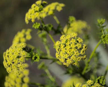 Gran Canaria 'dan Flora - Todaroa Montana, Kanarya Adalarına özgü bitki, doğal makro çiçekli arka plan