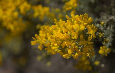 Gran Canaria 'dan Flora - Teline microphylla' nın parlak sarı çiçekleri, adaya özgü süpürge türleri, doğal makro çiçekli arka plan