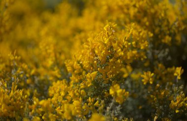 Gran Canaria 'dan Flora - Teline microphylla' nın parlak sarı çiçekleri, adaya özgü süpürge türleri, doğal makro çiçekli arka plan