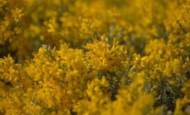 Gran Canaria 'dan Flora - Teline microphylla' nın parlak sarı çiçekleri, adaya özgü süpürge türleri, doğal makro çiçekli arka plan