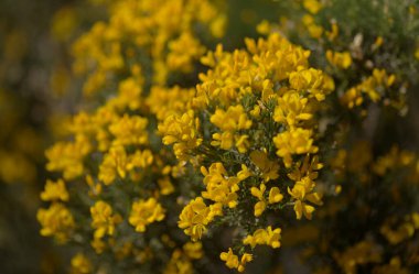 Gran Canaria 'dan Flora - Teline microphylla' nın parlak sarı çiçekleri, adaya özgü süpürge türleri, doğal makro çiçekli arka plan
