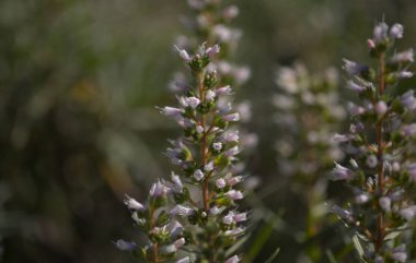 Gran Canaria 'dan Flora - Echium onosmifolium çiçekleri, siyah böcek ilacı, adaya özgü, doğal makro çiçek arkaplanı