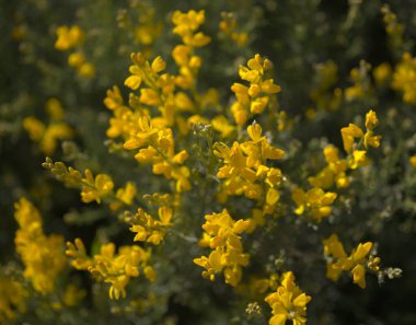 Gran Canaria 'dan Flora - Teline microphylla' nın parlak sarı çiçekleri, adaya özgü süpürge türleri, doğal makro çiçekli arka plan