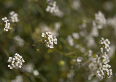 Gran Canaria 'dan Flora - Lobularia canariensis, güçlü bal kokulu çardak bitkisi doğal makro çiçek arkaplanı