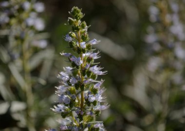 Gran Canaria 'dan Flora - Echium onosmifolium çiçekleri, siyah böcek ilacı, adaya özgü, doğal makro çiçek arkaplanı
