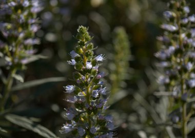 Gran Canaria 'dan Flora - Echium onosmifolium çiçekleri, siyah böcek ilacı, adaya özgü, doğal makro çiçek arkaplanı