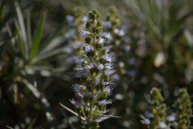 Gran Canaria 'dan Flora - Echium onosmifolium çiçekleri, siyah böcek ilacı, adaya özgü, doğal makro çiçek arkaplanı