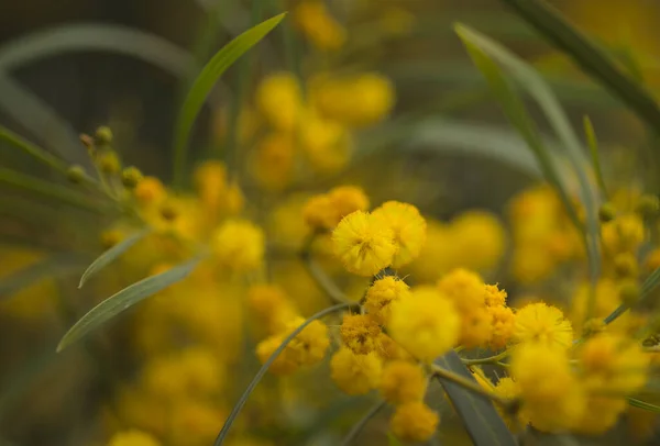 グラン カナリアの花 アカシア サリグナ別名ゴールデン リース ウォートル 侵入植物の天然マクロ フラワーの背景を紹介 — ストック写真