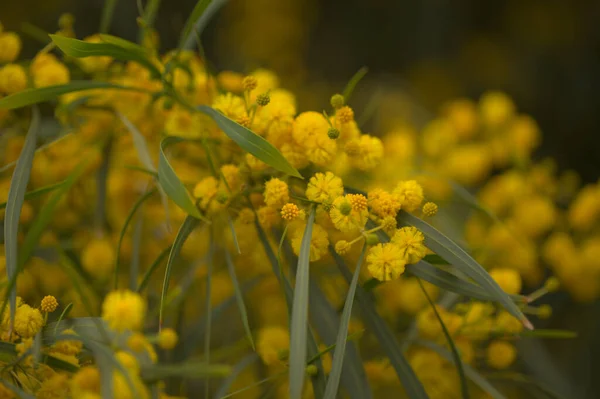 Flora Gran Canaria Acacia Saligna Aka Golden Wreath Wattle Introduced — Stock Photo, Image