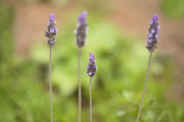 グラン カナリアの花 アカシア サリグナ別名ゴールデン リース ウォートル 侵入植物の天然マクロ フラワーの背景を紹介 — ストック写真