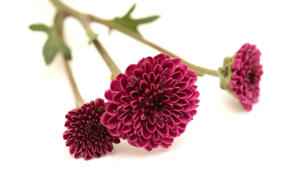 Dark Purple Small Chrysanthemum Inflorescences Isolated White Background — Stock Photo, Image