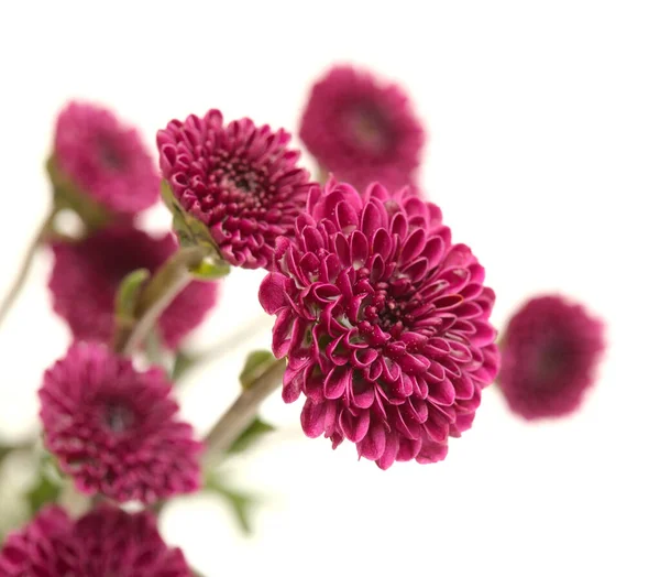 Dark Purple Small Chrysanthemum Inflorescences Isolated White Background — Stock Photo, Image