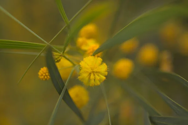 グラン カナリアの花 アカシア サリグナ別名ゴールデン リース ウォートル 侵入植物の天然マクロ フラワーの背景を紹介 — ストック写真