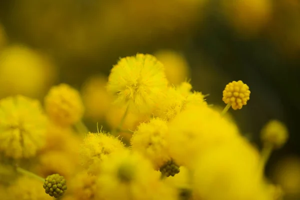 Flora Gran Canaria Acacia Saligna Aka Golden Wreath Wattle Introduced — Stock Photo, Image