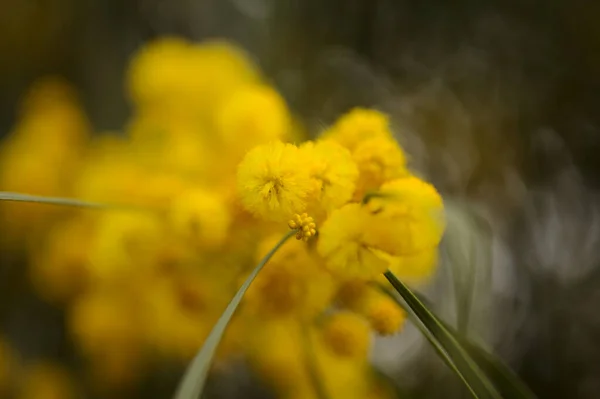 グラン カナリアの花 アカシア サリグナ別名ゴールデン リース ウォートル 侵入植物の天然マクロ フラワーの背景を紹介 — ストック写真