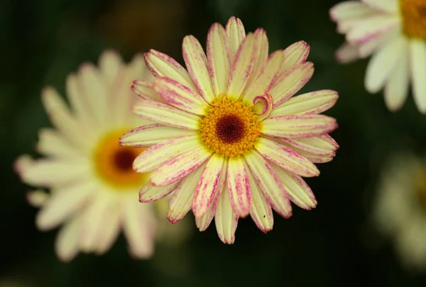 Kwiaty Argyranthemum Marguerite Daisy Endemiczne Dla Wysp Kanaryjskich Różowe Żółte — Zdjęcie stockowe