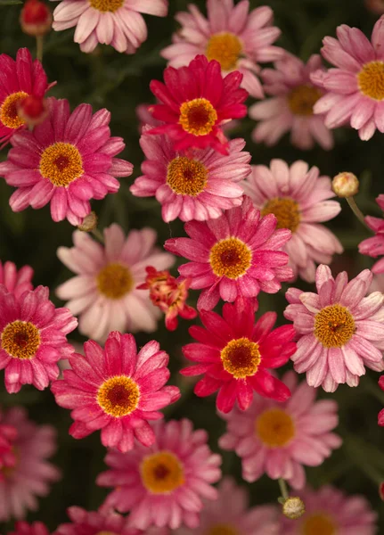 Kwiaty Argyranthemum Marguerite Daisy Endemiczne Dla Wysp Kanaryjskich Różowe Żółte — Zdjęcie stockowe