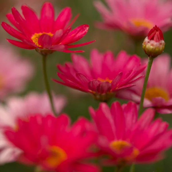 Bloemen Van Argyranthemum Marguerite Madeliefje Endemisch Canarische Eilanden Roze Gele — Stockfoto