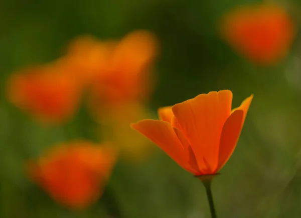 Flora Gran Canaria Eschscholzia Californica Kaliforniai Mák Bevezetett Invazív Fajok — Stock Fotó