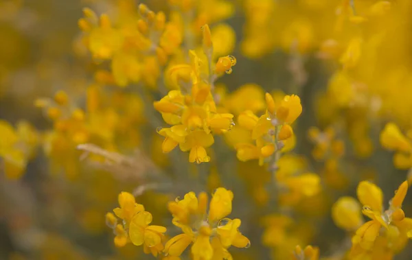 Flora Gran Canaria Ljusa Gula Blommor Teline Microphylla Kvastarter Endemiska — Stockfoto