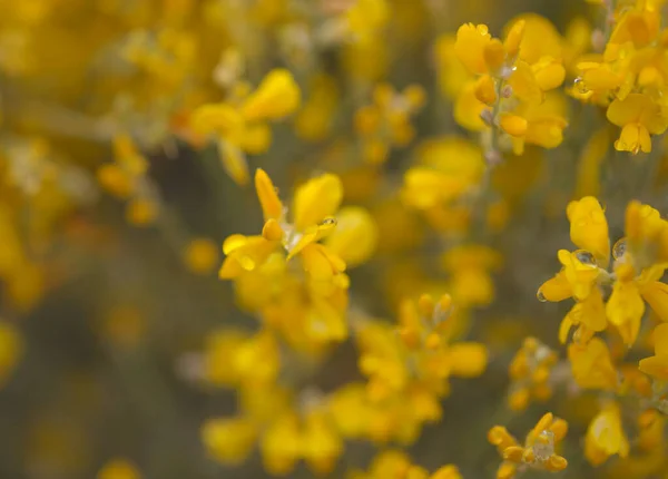 グラン カナリアの花 テリーヌ マイクロフィラの鮮やかな黄色の花 島に固有のほうき種 自然なマクロの花の背景 — ストック写真