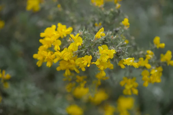 Flóra Gran Canaria Jasně Žluté Květy Teline Mikrofylu Koště Endemické — Stock fotografie