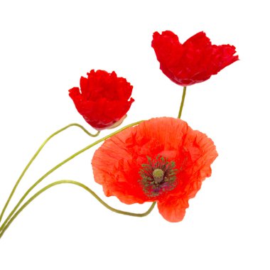 Gran Canaria 'dan Flora - Papaver rhoeas, beyaz arka planda izole edilmiş gelincik