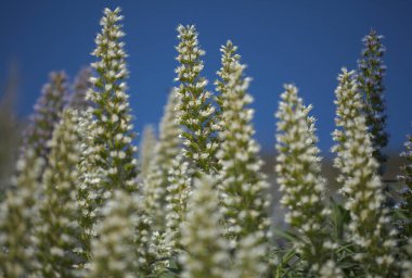 Gran Canaria 'dan Flora - Echium callithyrsum, Gran Canaria' nın ya da Tenteniguada 'nın mavi buglosu, yaygın ve savunmasız bitki doğal makro çiçekli arka plan