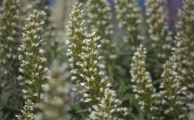 Gran Canaria 'dan Flora - Echium callithyrsum, Gran Canaria' nın ya da Tenteniguada 'nın mavi buglosu, yaygın ve savunmasız bitki doğal makro çiçekli arka plan