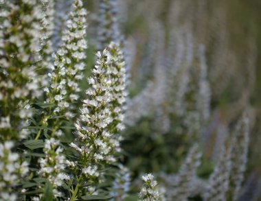 Gran Canaria 'dan Flora - Echium callithyrsum, Gran Canaria' nın ya da Tenteniguada 'nın mavi buglosu, yaygın ve savunmasız bitki doğal makro çiçekli arka plan
