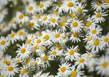 Gran Canaria 'dan Flora - Argyranthemum, Marguerite papatya Kanarya Adalarına endemik