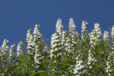 Gran Canaria 'dan Flora - Echium callithyrsum, Gran Canaria' nın ya da Tenteniguada 'nın mavi buglosu, yaygın ve savunmasız bitki doğal makro çiçekli arka plan