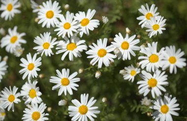 Gran Canaria 'dan Flora - Argyranthemum, Marguerite papatya Kanarya Adalarına endemik